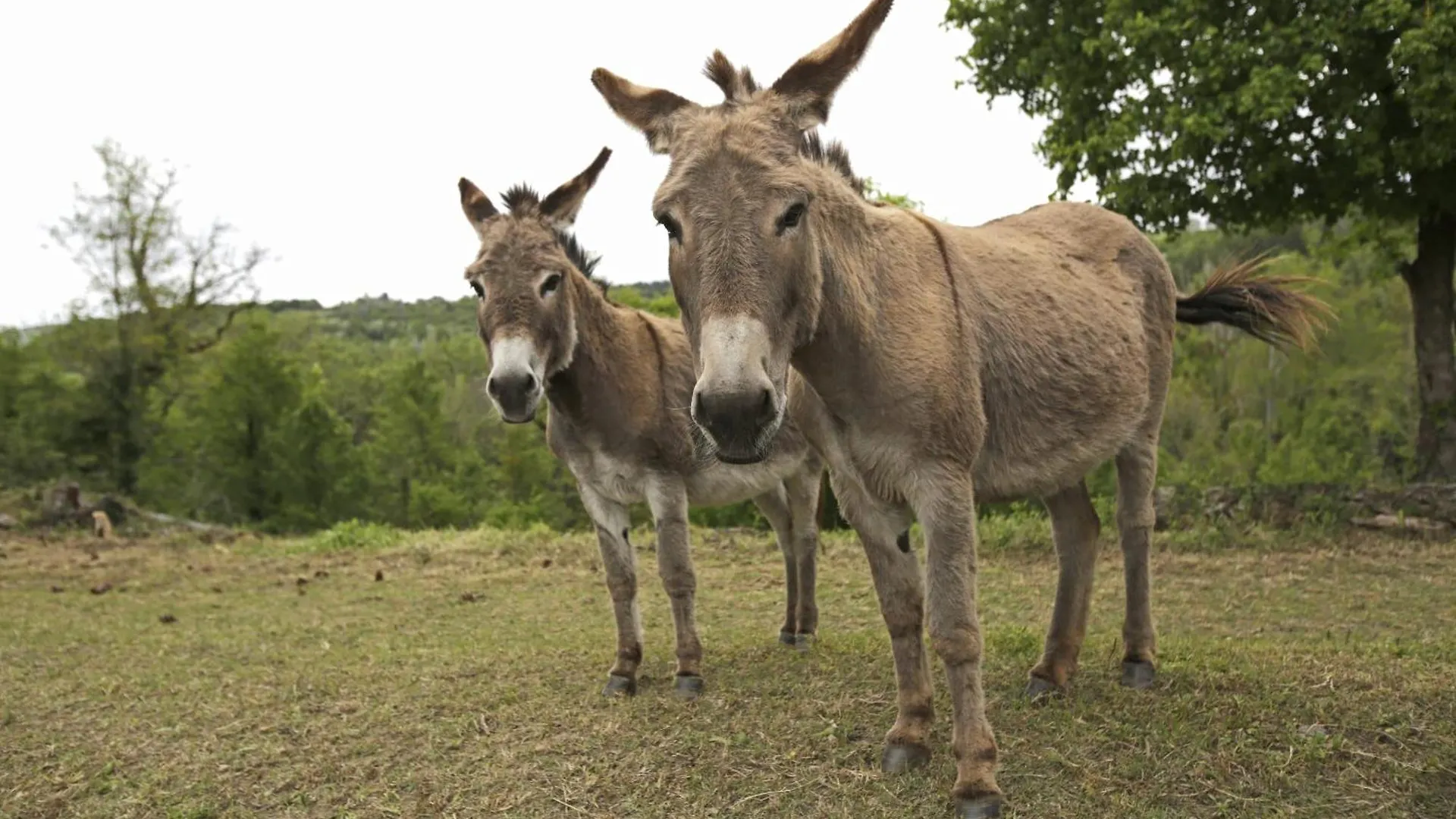 Guest house Les Anes De Forcalquier Bed & Breakfast